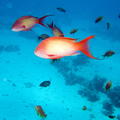 DSCF8465 cervene ryby